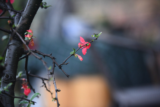桃花