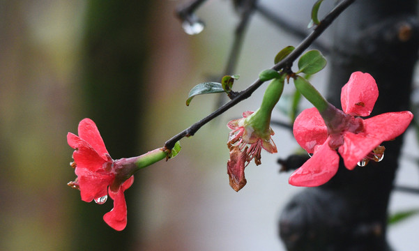 雨中桃花