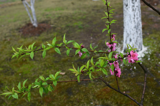 桃花