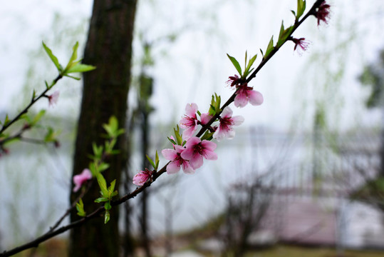 桃花
