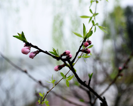 桃花
