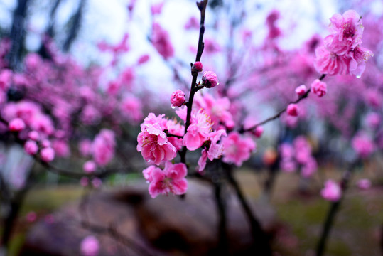 桃花