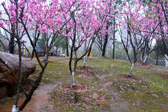 桃花 桃樹