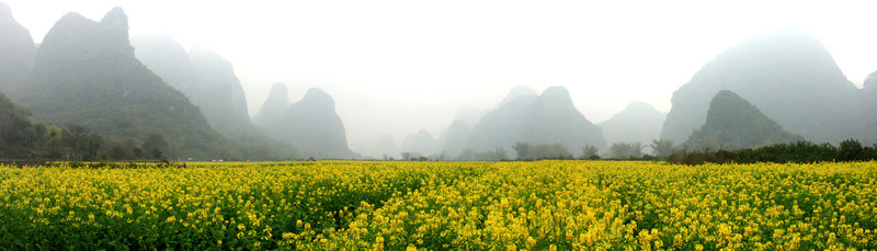 桂林山水 菜花飄香 高格