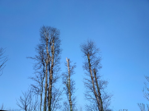 藍天樹枝