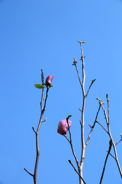 玉蘭花