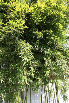 竹子 竹林 翠竹 修竹