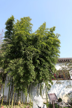 竹子 竹林
