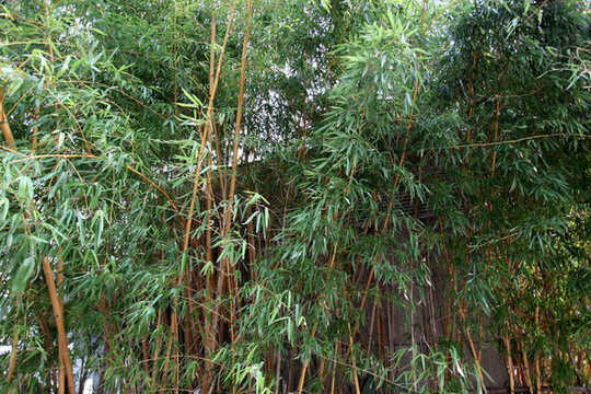 竹子 竹林 翠竹