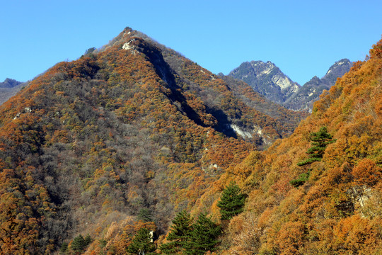 秦嶺原生態(tài) 高格