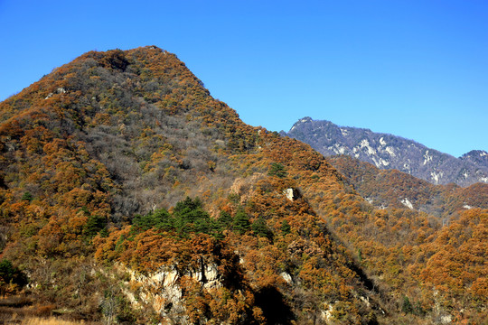 秦嶺原生態(tài) 高格