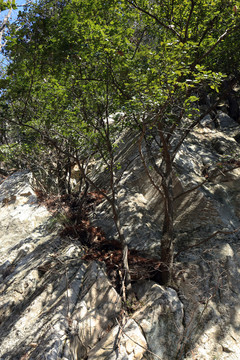 秦嶺原生態(tài) 高格