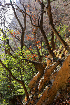 秦嶺原生態(tài) 高格