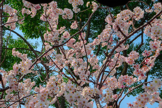 櫻花高清