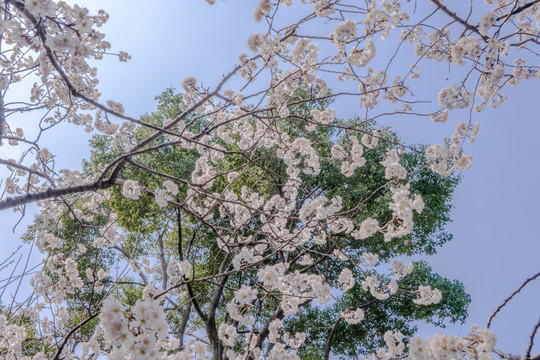 櫻花