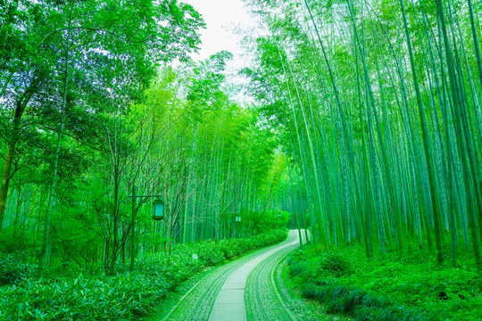 竹子竹林