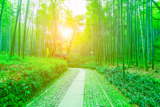 竹子竹林