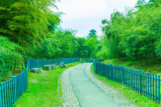 竹林竹子