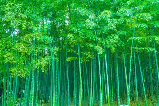 竹子竹林