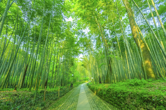 竹林竹子