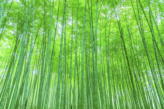 竹林竹子