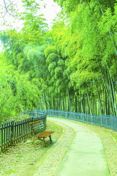 竹林竹子