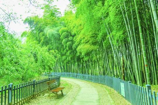 竹林竹子