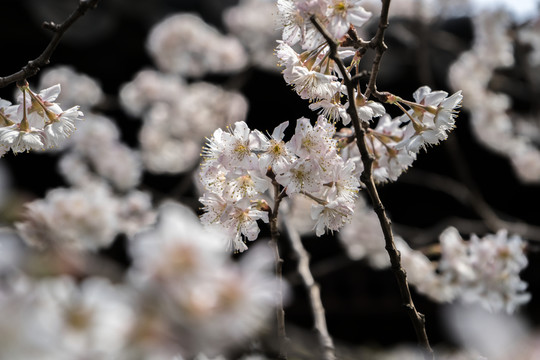 櫻花高清