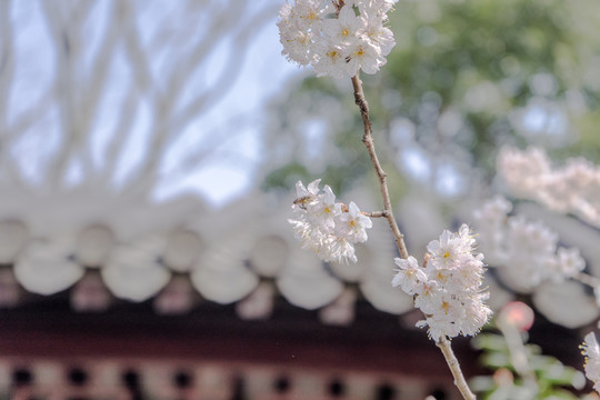 櫻花高清