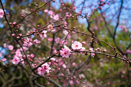 梅花素材