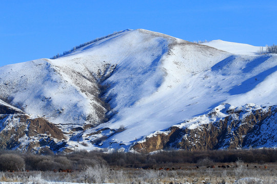 雪山山下牧場馬群