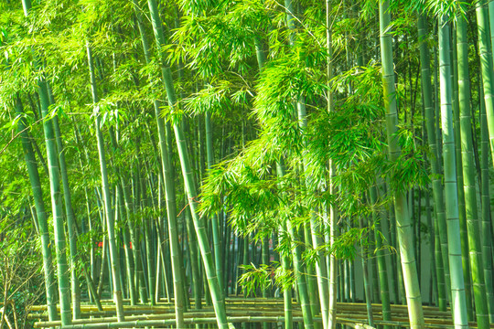 竹林