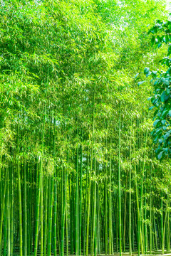 竹林風(fēng)光 竹林背景竹林素材