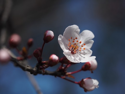 紫葉李