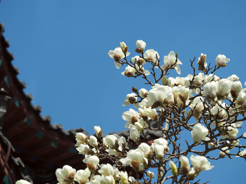 白玉蘭花