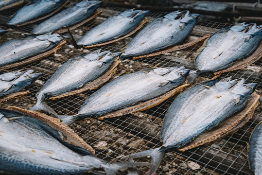 灑魚干