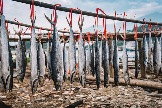 灑魚干
