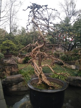 植物花草