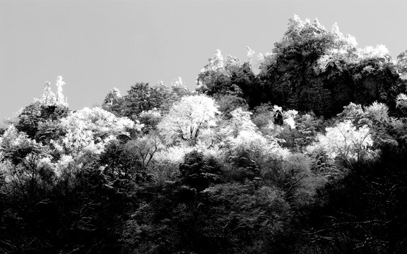 神農(nóng)架天燕雪淞畫韻 高格