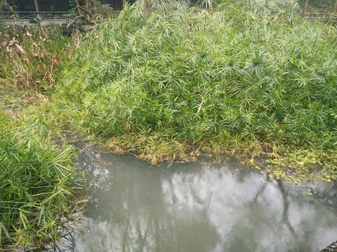 園林水藝