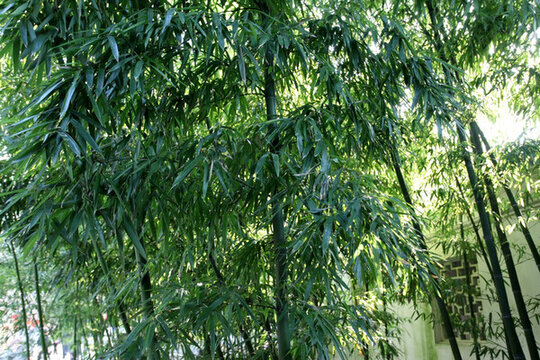 竹林 竹子 風光 公園