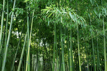 竹林 竹子 風(fēng)光 公園