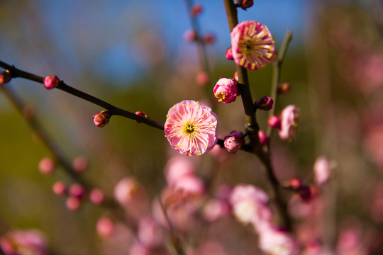 粉色梅花