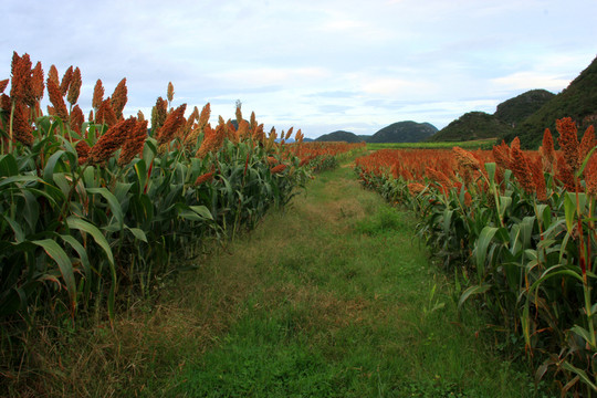 紅高粱 高格