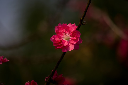 梅花 臘梅