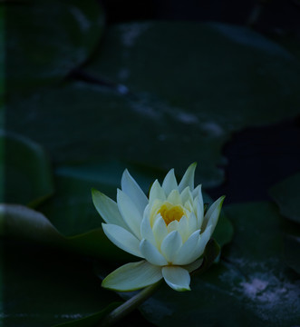 睡蓮 植物 蓮花