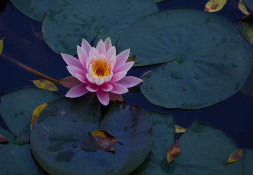 蓮花 睡蓮