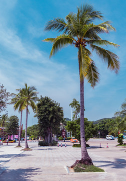 天涯海角椰樹