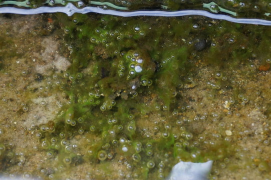 苔蘚氣泡