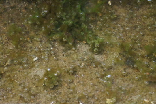 苔蘚水泡